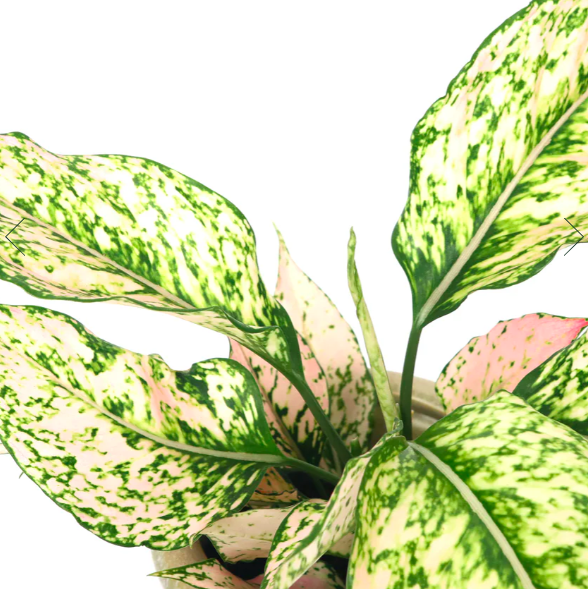 Аглаонема Рози (Aglaonema Rosy) D12см