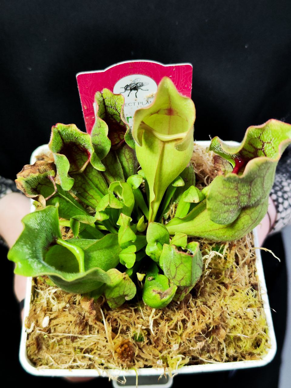 Саррацения Монтана (Sarracenia Montana) пересаженная D12см
