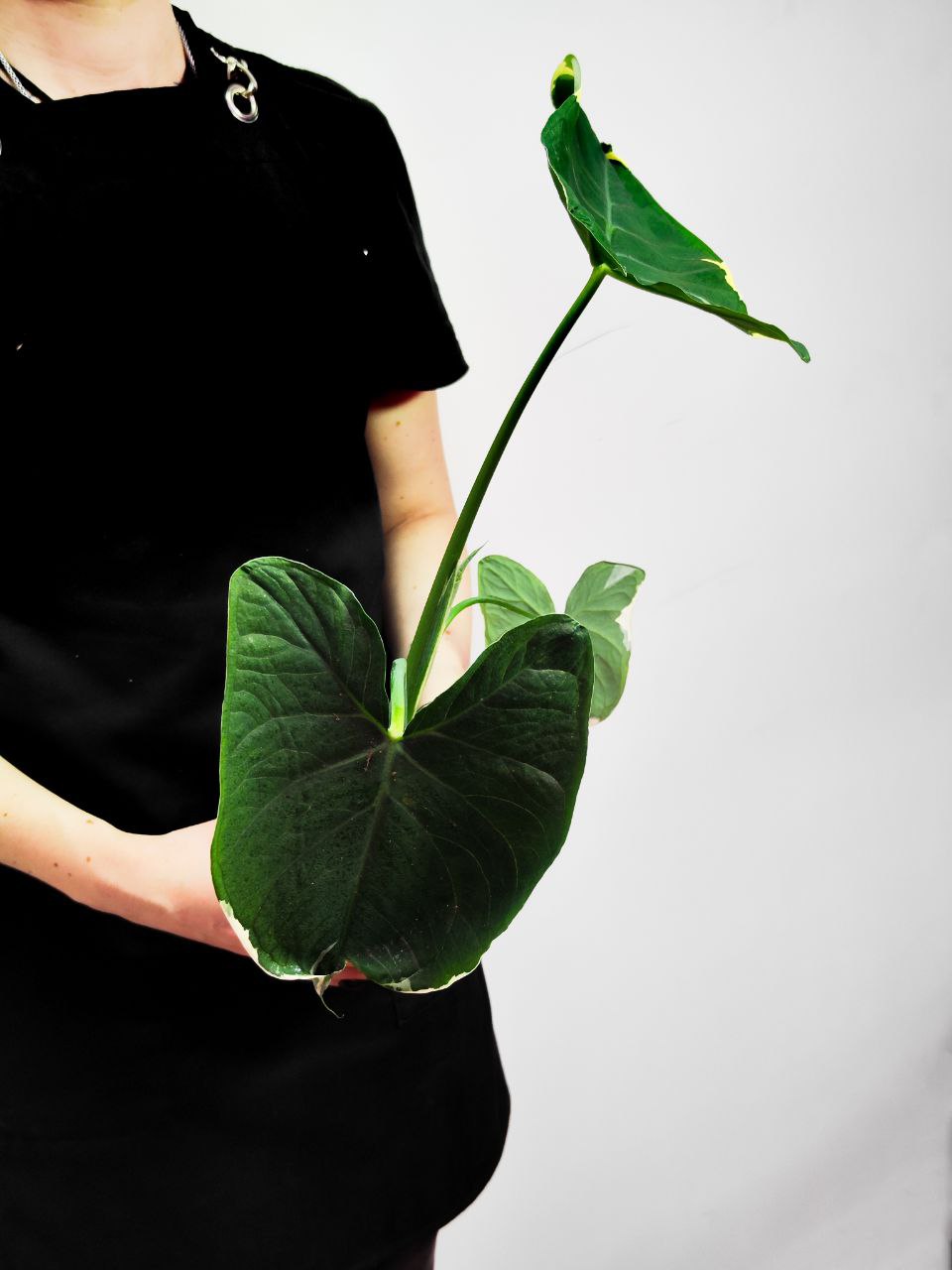 Алоказия Микки Маус (Alocasia Xanthosoma Mickey Mous) D12см