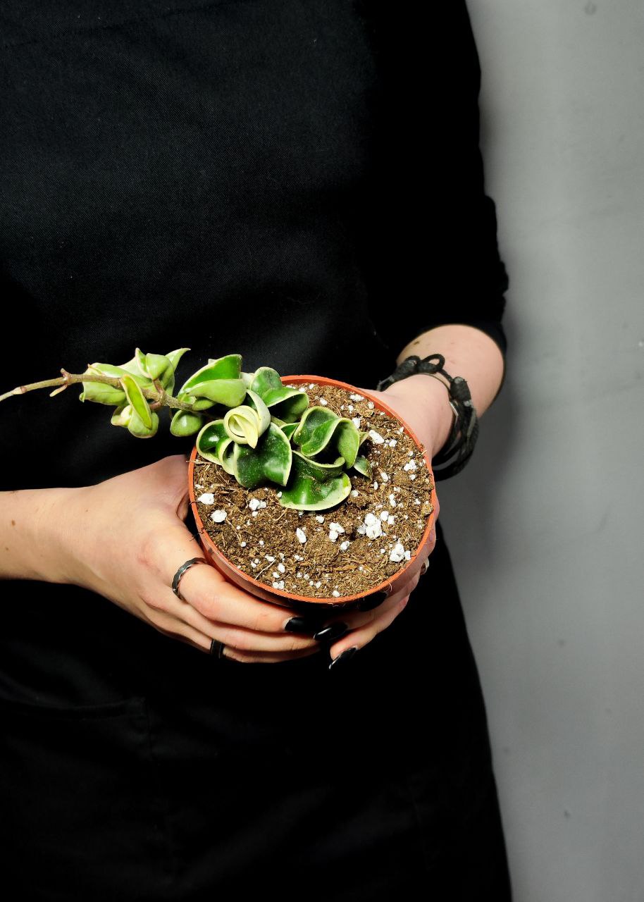 Хойя Компакта Вариегатная  (Hoya Carnosa Compacta Variegata) D10см