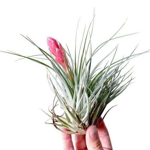Тилландсия Хьюстон (Tillandsia Houston)