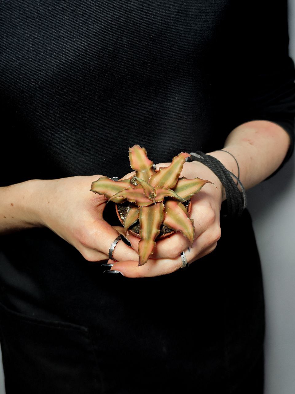 Криптантус Шоколадный (Cryptanthus Bivittatus Chocolate Soldier) D5см