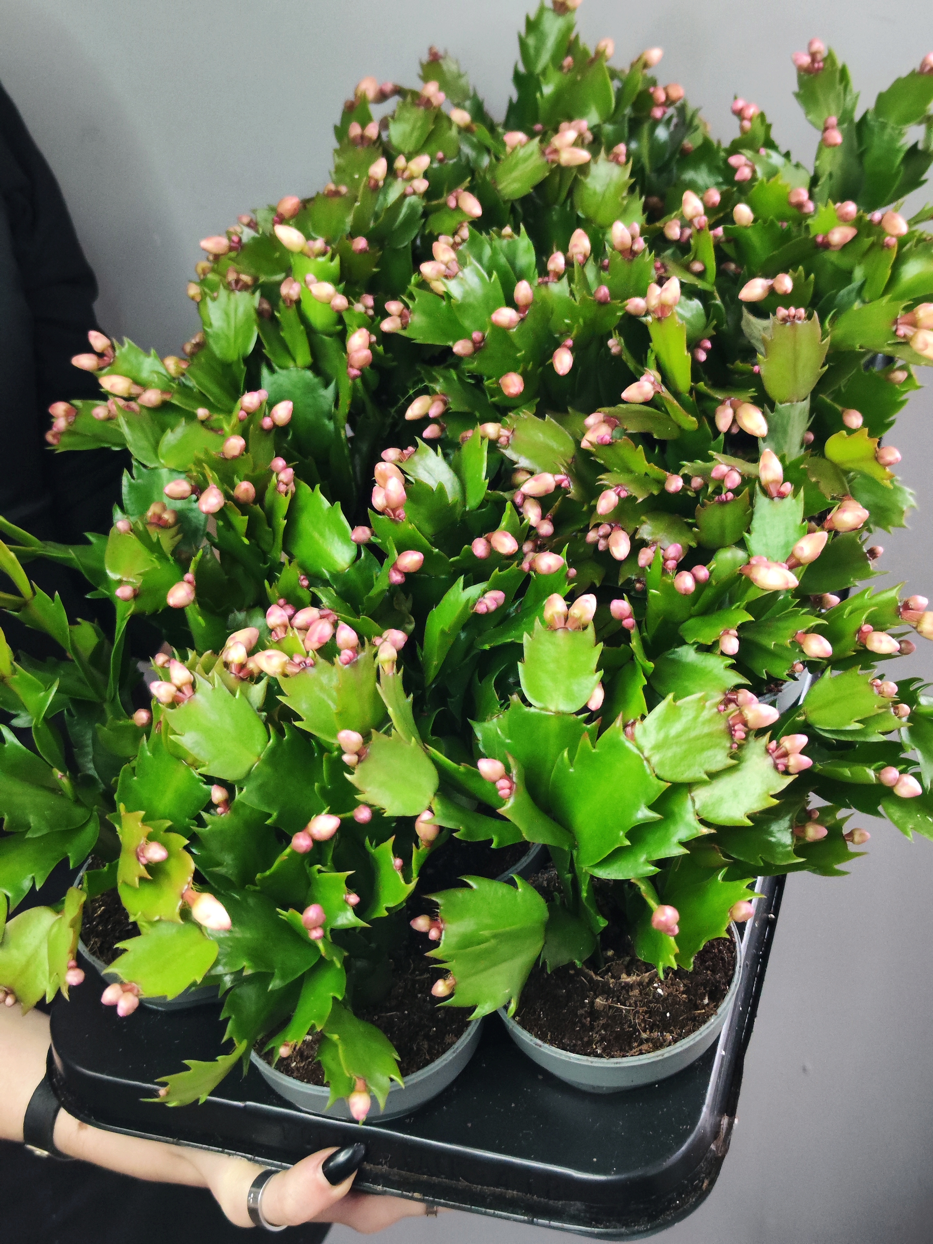 Декабрист Желтый, или Шлюмбергера (Schlumbergera Tendenza Yellow) D9см