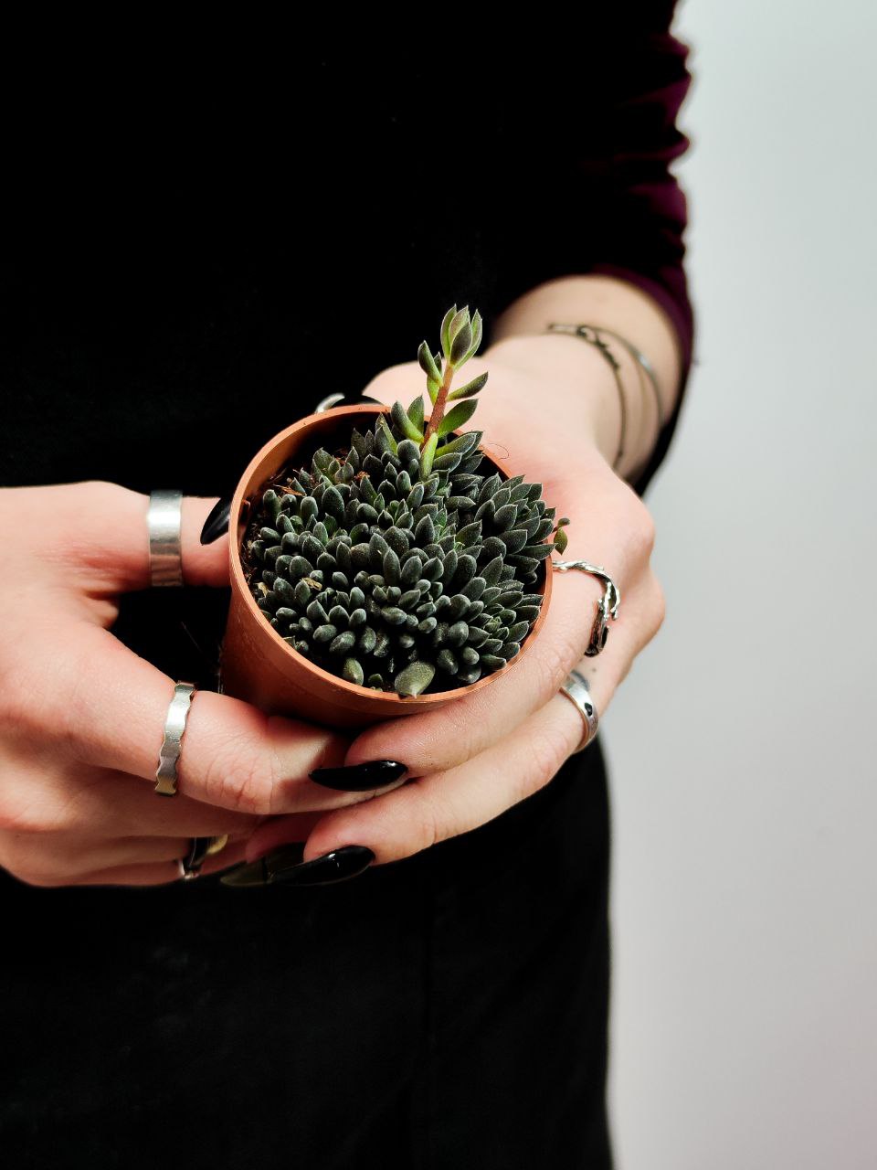 Синокрассула Юннаньская (Sinocrassula Yunnanensis) D5см