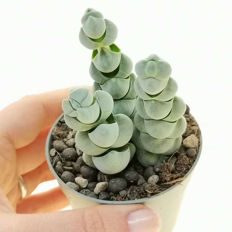 Крассула Плегматоидес (Crassula Plegmatoides) D8,5см