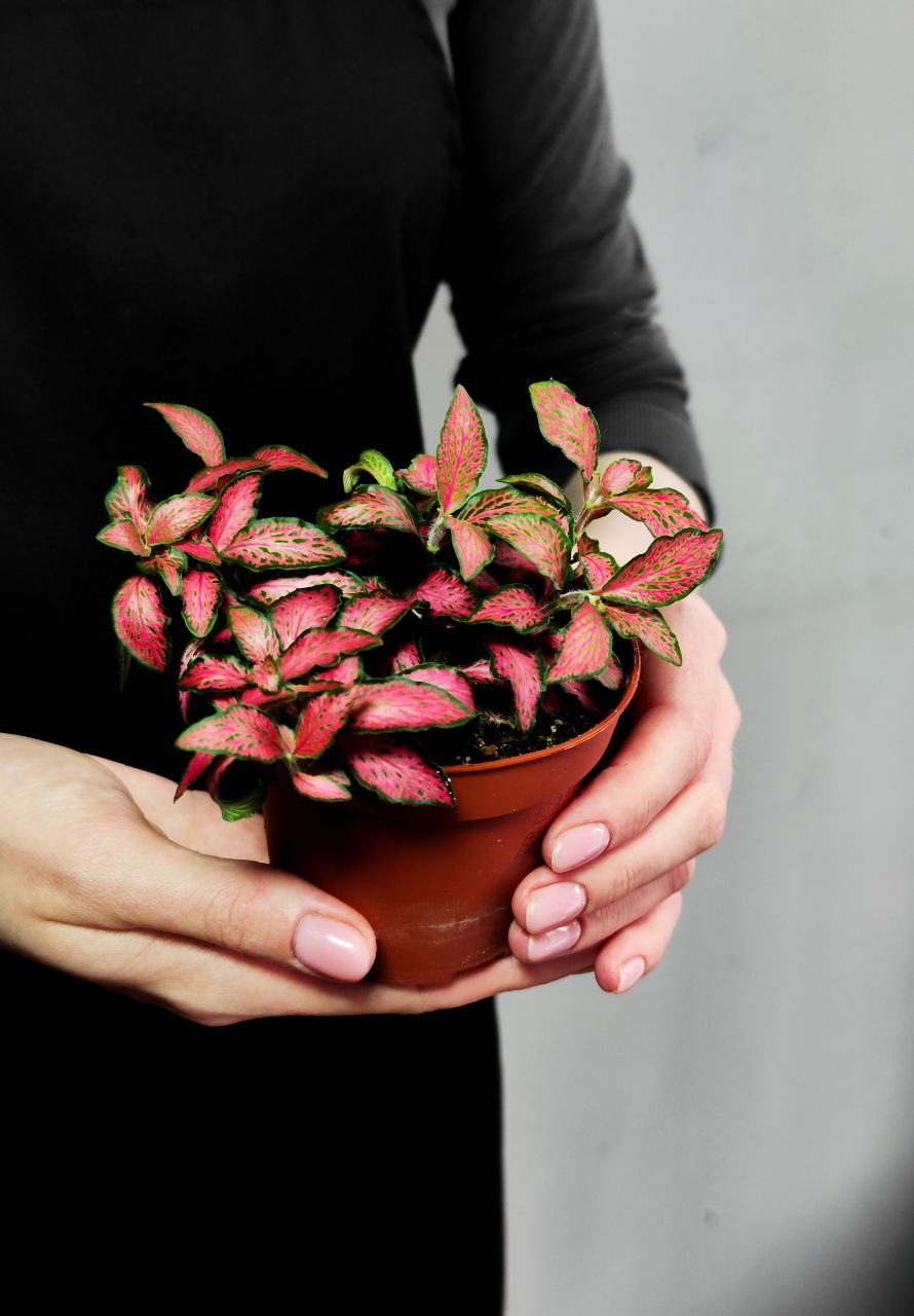 Фиттония Форест Флейм (Fittonia Forest Flame) D8,5см