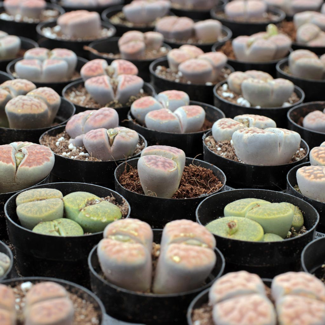 Литопсы Парочка (Lithops Duo) D5см