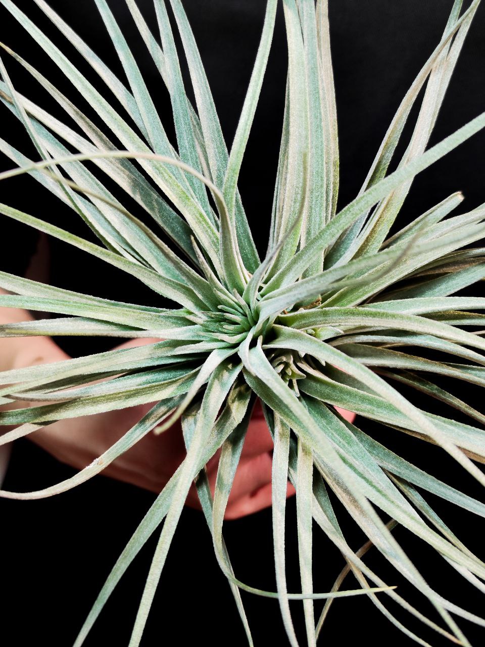 Тилландсия Сильвер XL (Tillandsia Silver XL)