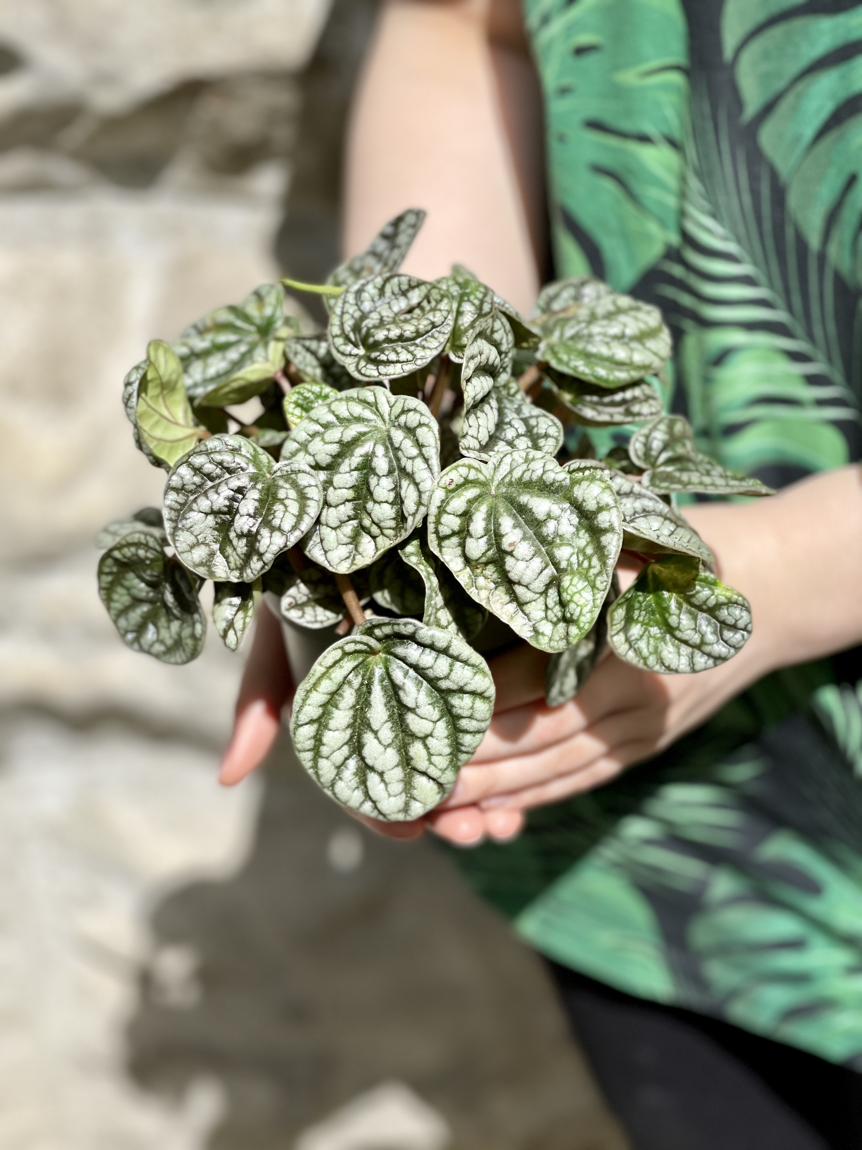Пеперомия Сморщенная Бурбелла (Peperomia Сaperata Burbella) D11см