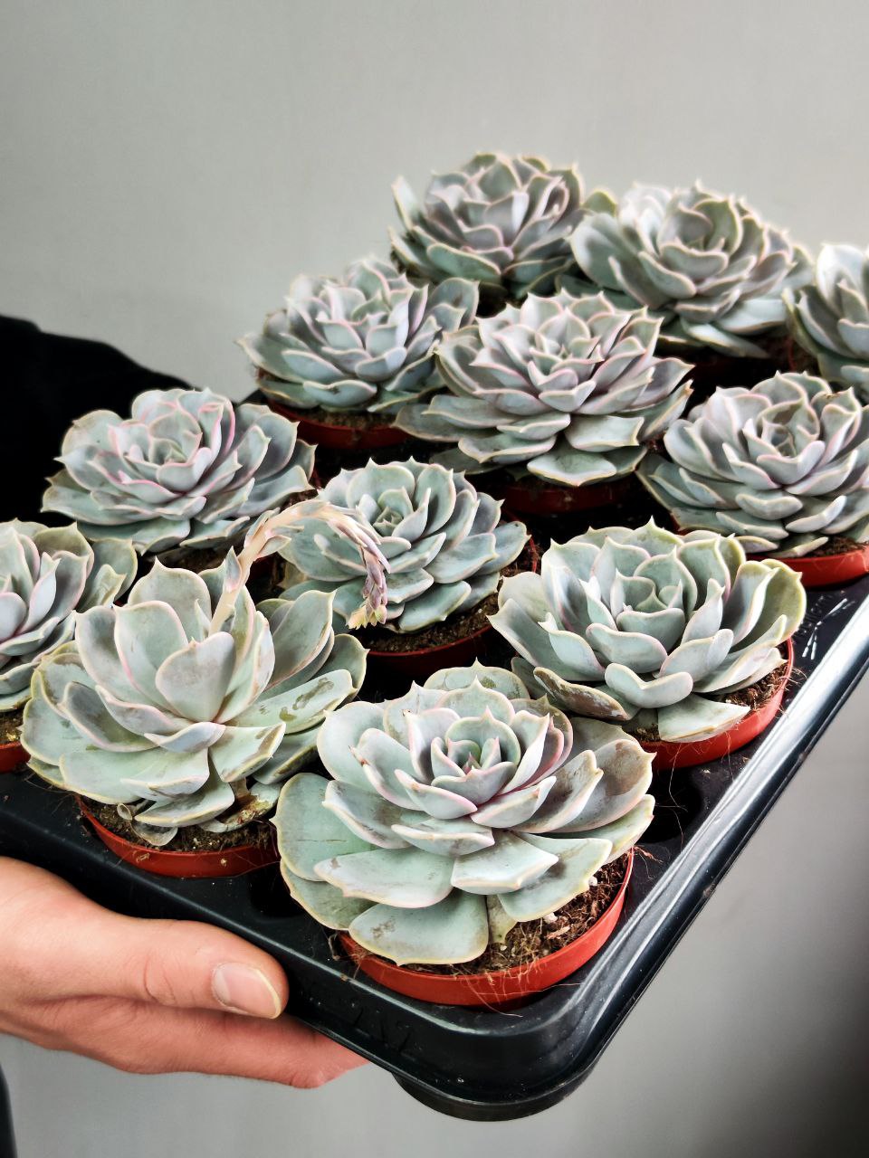 Эхеверия Лиловая, или Эхеверия Лилацина (Echeveria Lilacina) D8см