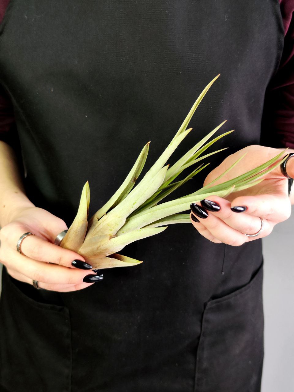 Тилландсия Фасцикулята XL (Tillandsia Fasciculata)