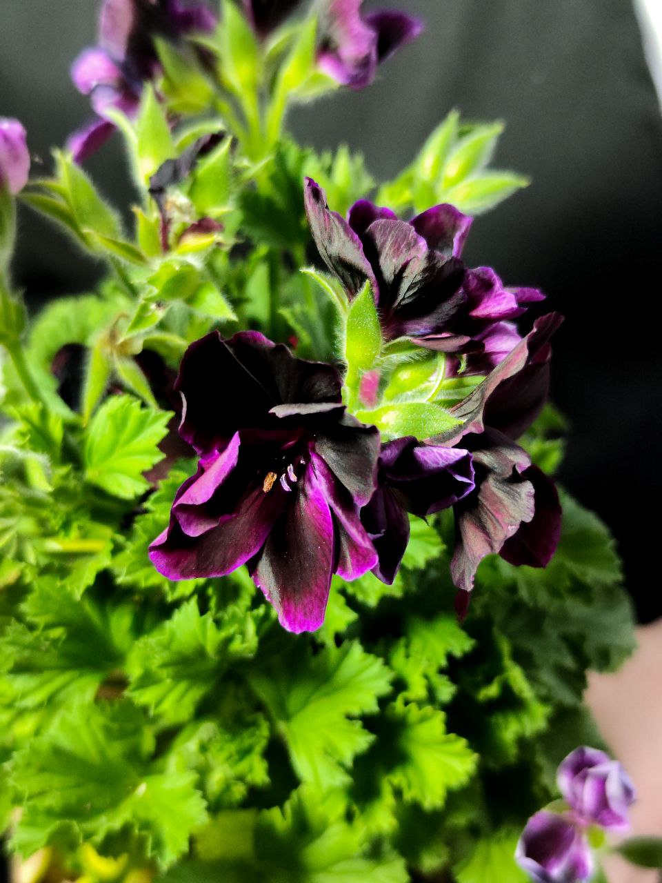 Герань, или Пеларгония Крупноцветковая (Pelargonium Grandiflorum) D12см