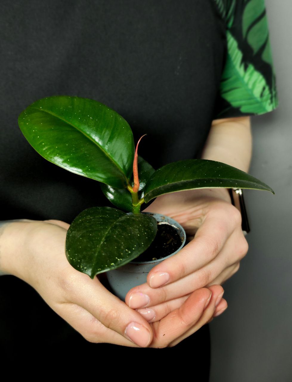 Фикус Эластика Робуста, или Фикус Каучуконосный (Ficus Elastica Robusta) D6см