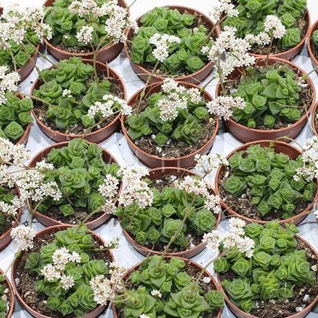 Крассула Марниериана Майор (Crassula Marneriana Major) D5см