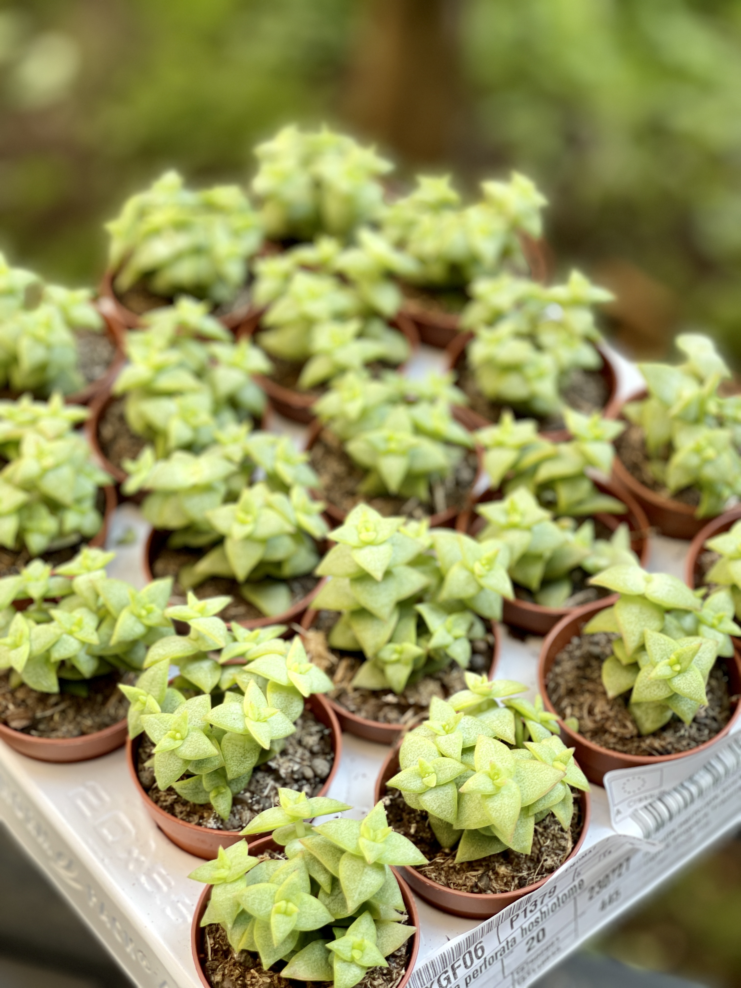 Крассула Продырявленная (Crassula Perforata) D5см