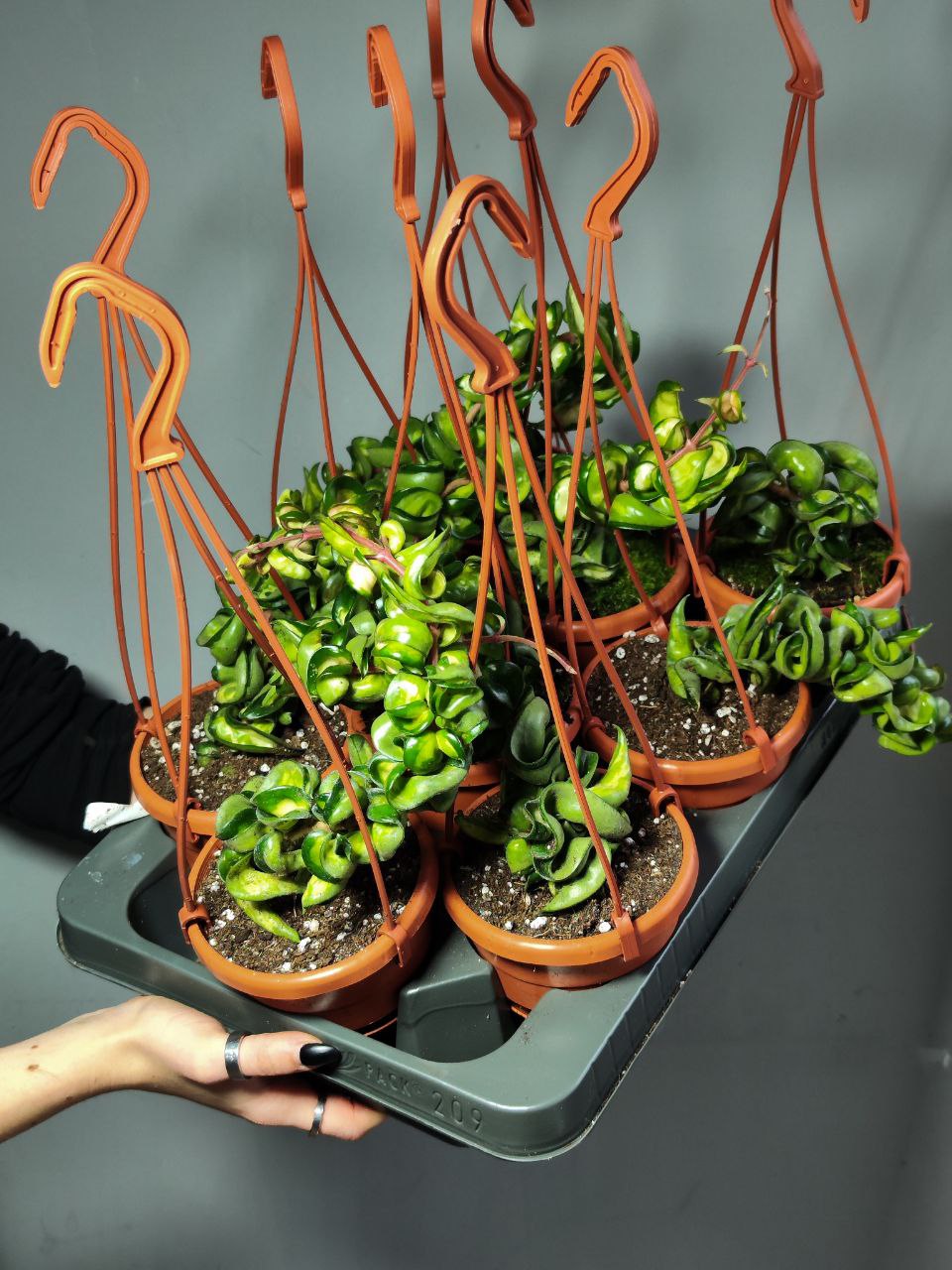 Хойя Компакта Мауна Лоа (Hoya Carnosa Compacta Mauna Loa) D11см