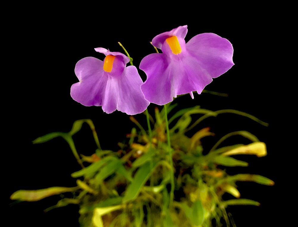 Пузырчатка длиннолистная (Utricularia longifolia) D9см