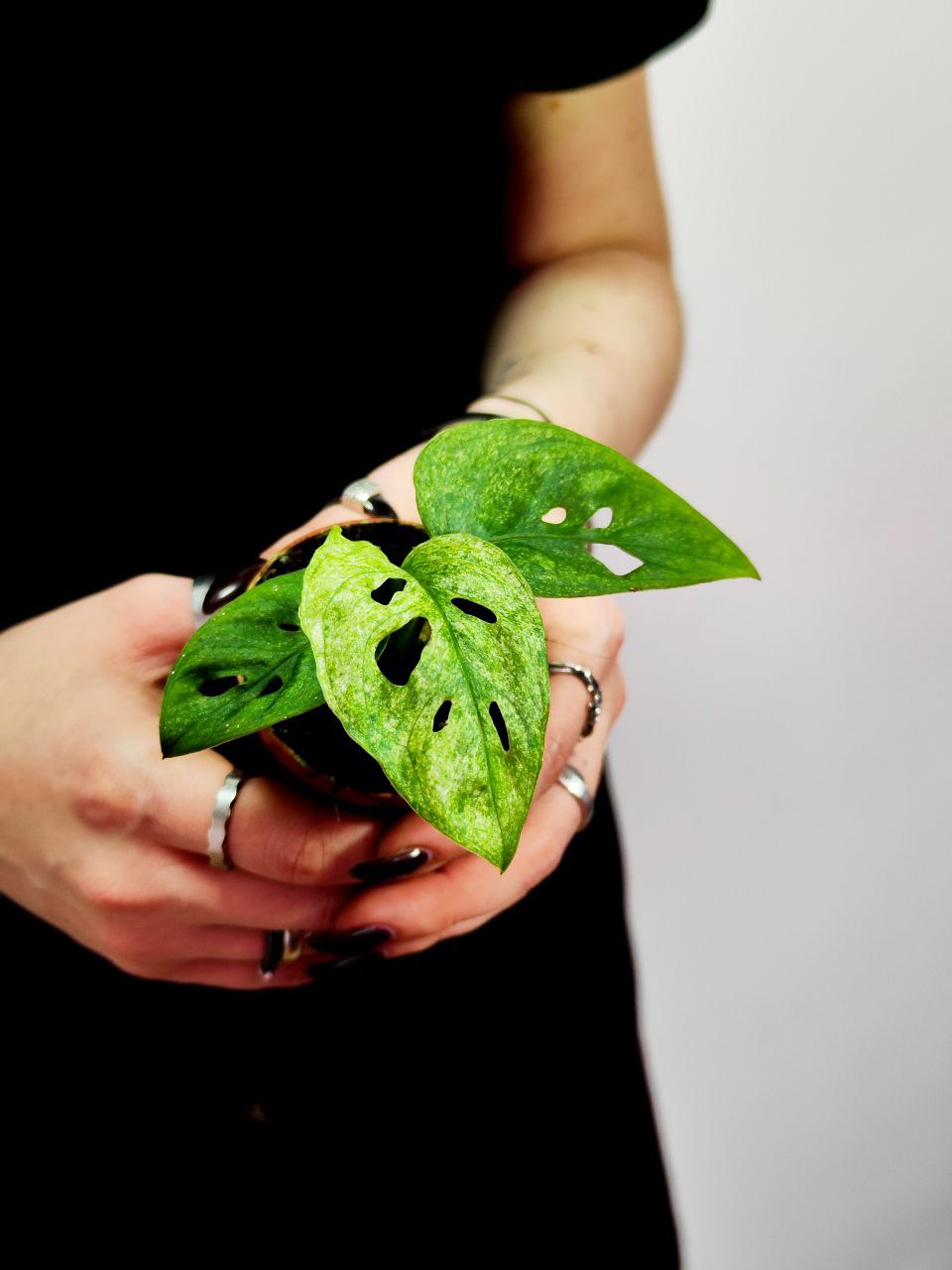 Монстера Адансона Вариегатная Минт (Monstera Adansonii Mint Variegated) D6см