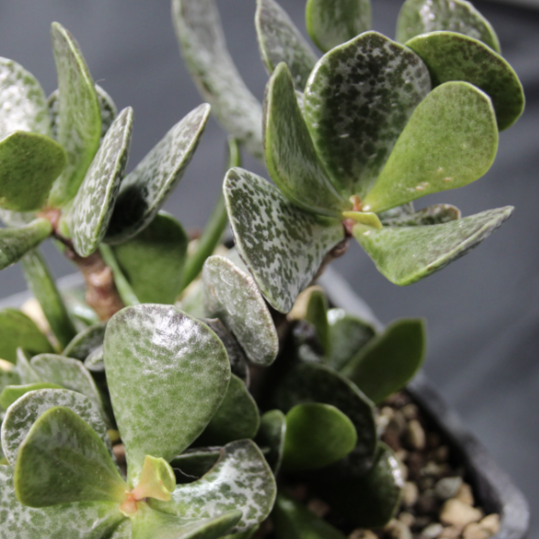 Адромискус Макулатус Гибрид Крапчатый (Adromischus Maculatus Hybrid) D5см
