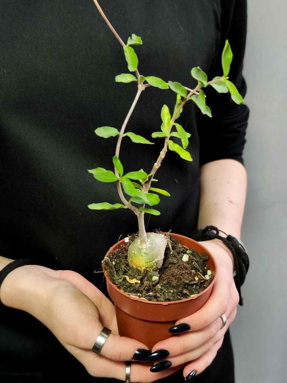 Фокея Эдулис (Fockea Edulis) D8,5см