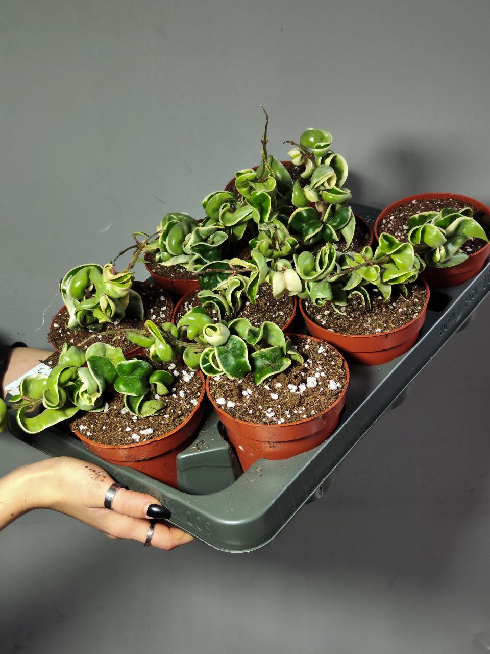 Хойя Компакта Вариегатная  (Hoya Carnosa Compacta Variegata) D10см