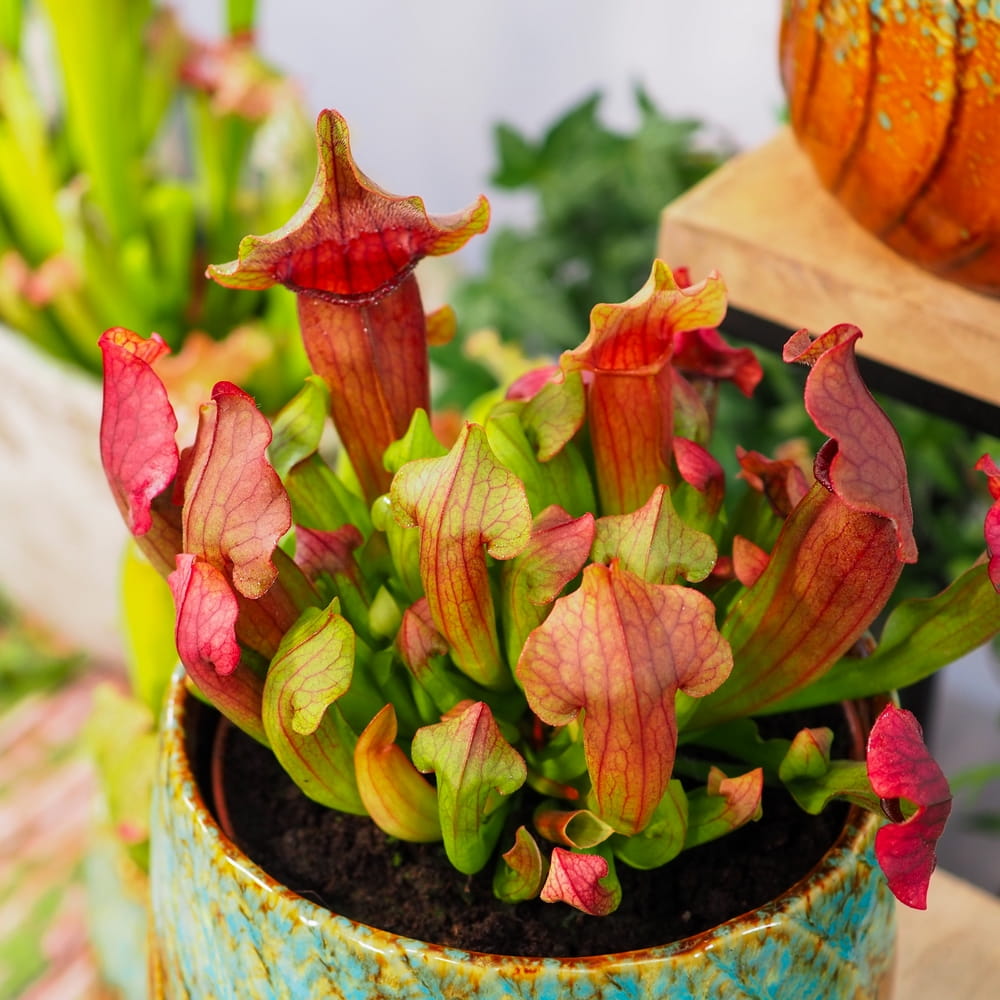 Саррацения Марун (Sarracenia Maroon) D9см
