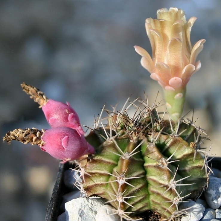Кактус Гимнокалициум Михановича (Gymnocalycium Mihanovichii) D5см