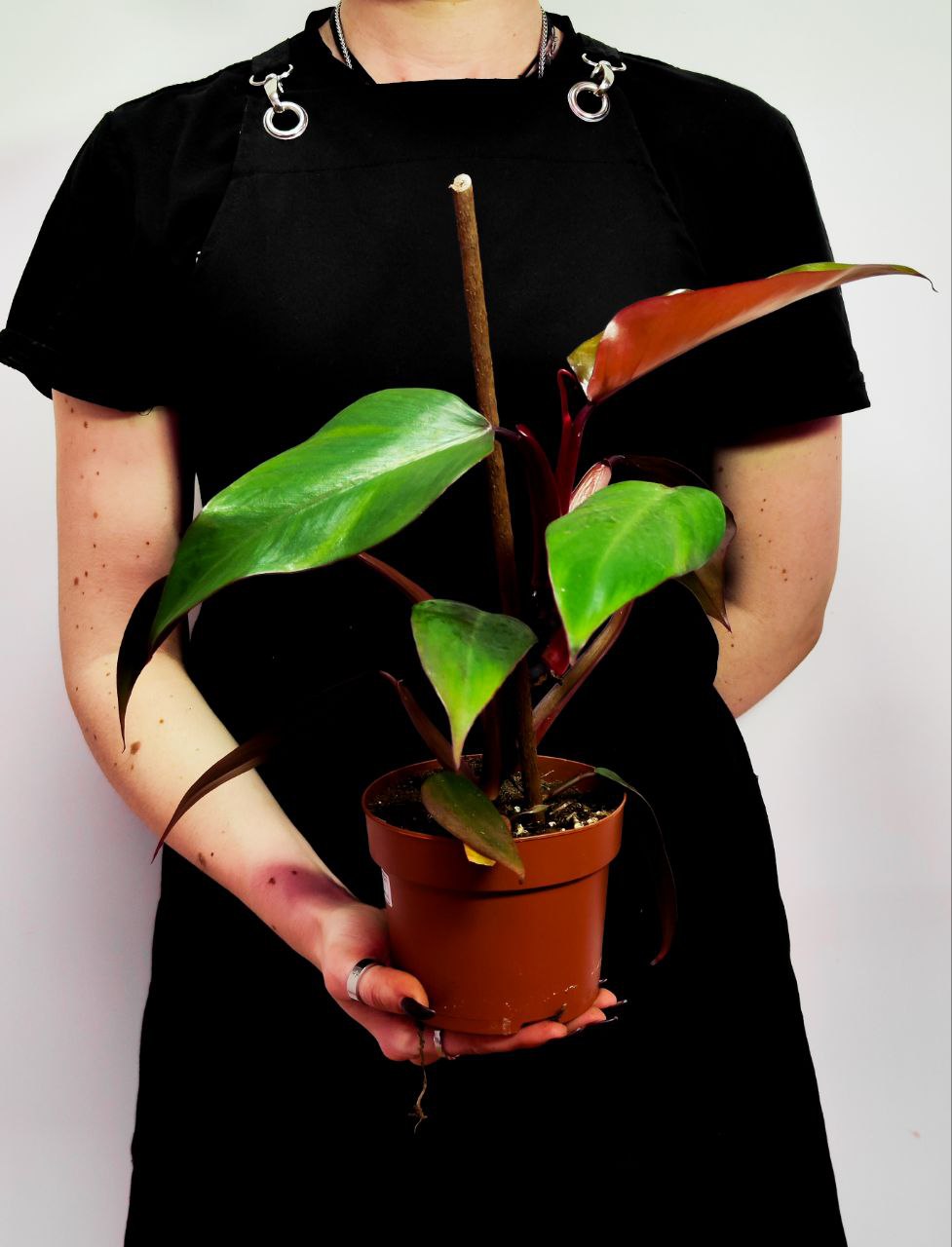Филодендрон Ред Сан (Philodendron Red Sun) D12см