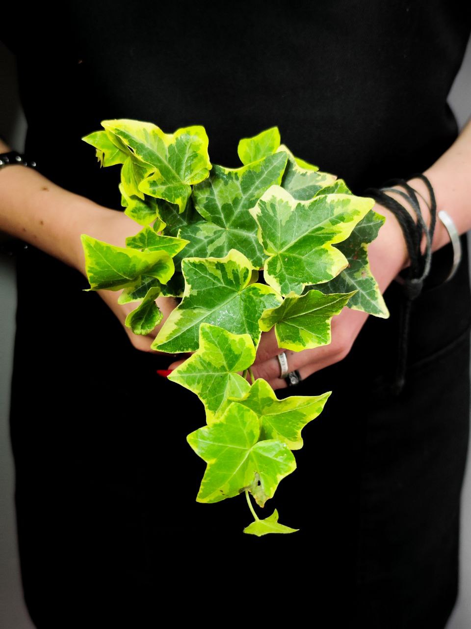 Хедера Хеликс Вариегата Йеллоу (Hedera Helix Variegata Yellow) D6см