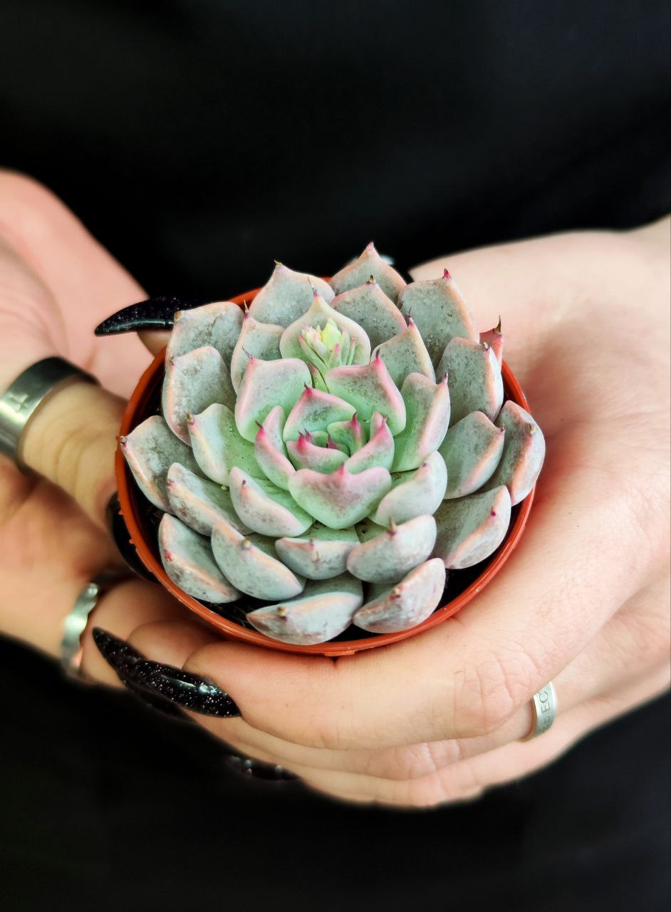 Эхеверия Розеа (Echeveria Rosea) D5см