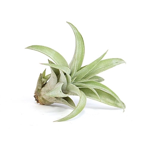 Тилландсия Капитата Пинч (Tillandsia Capitata Peach)