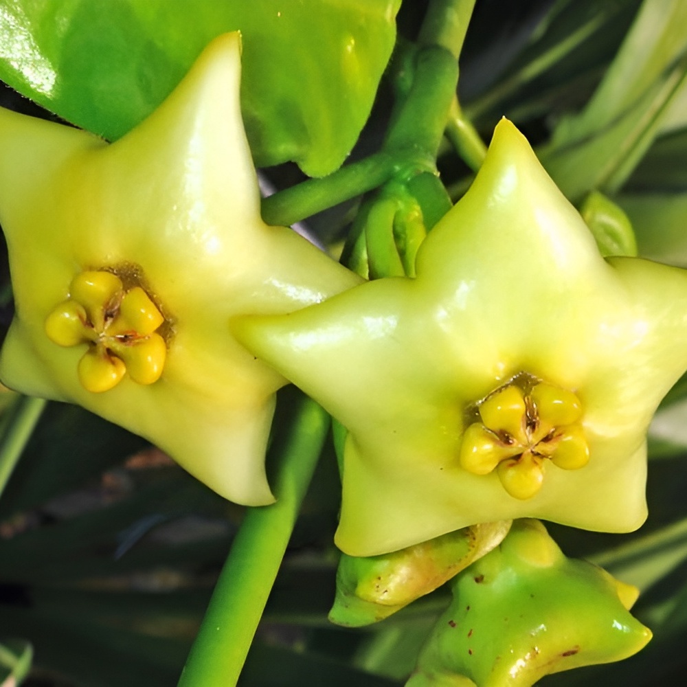 Хойя Голдстар (Hoya Gold Star) D12см