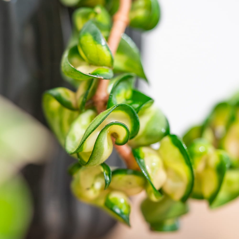 Хойя Компакта Мауна Лоа (Hoya Carnosa Compacta Mauna Loa) D11см