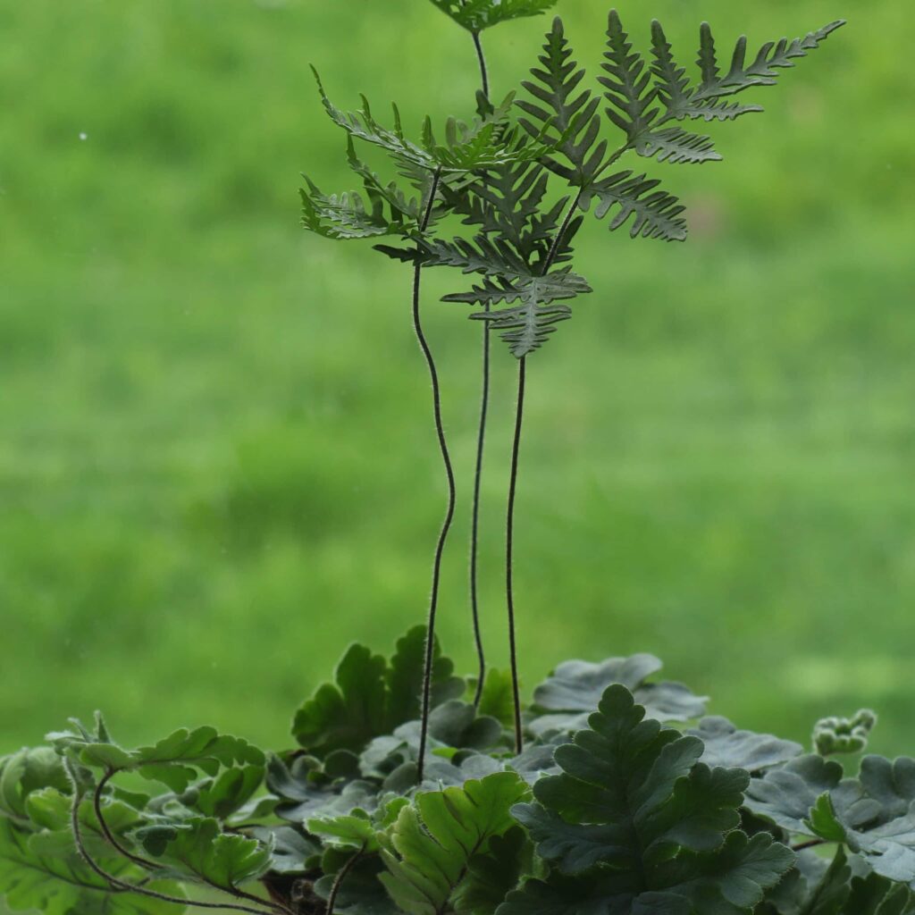 Папоротник Дориоптерис Кордата (Doryopteris Cordata) D5см