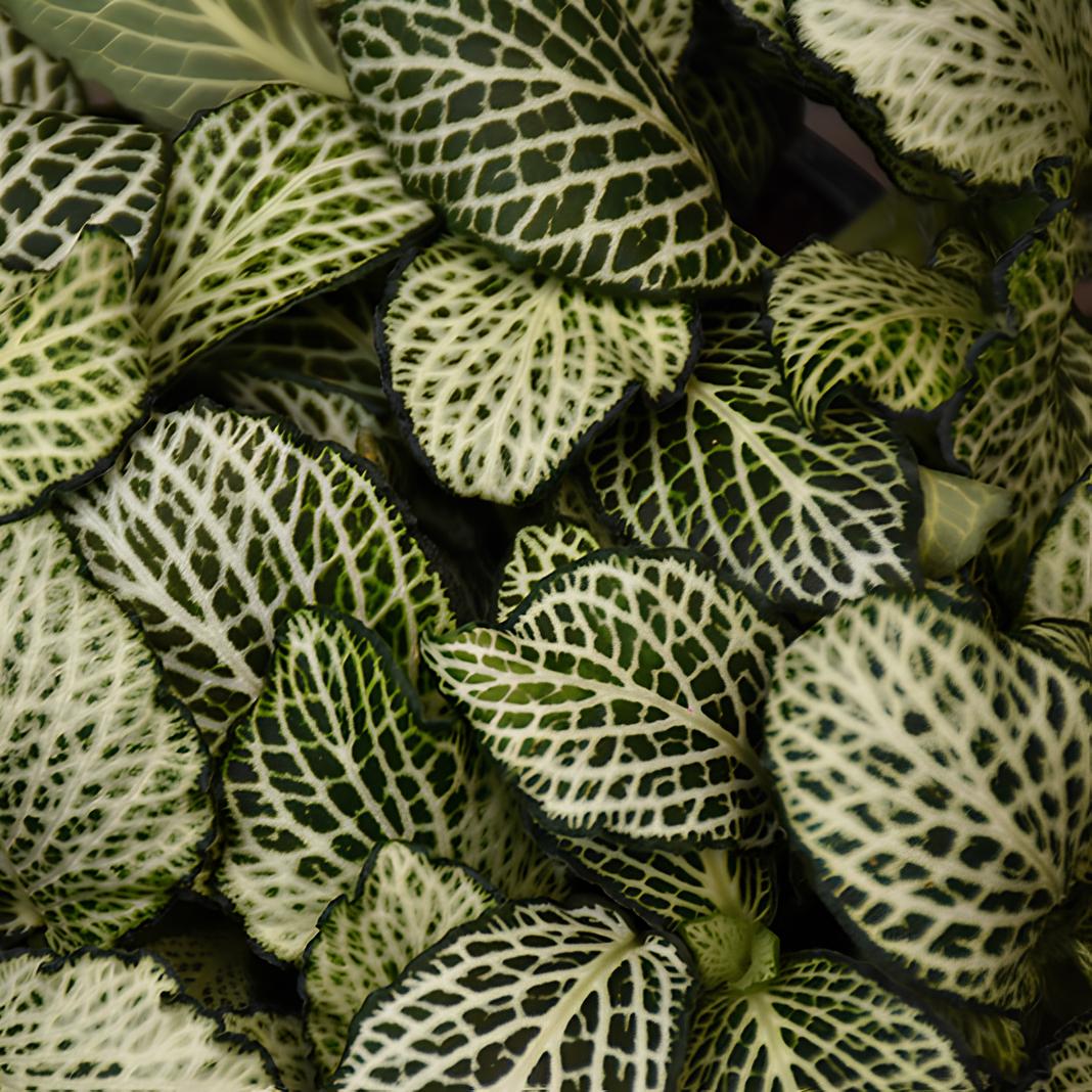 Фиттония Мозаик Марбл Грин (Fittonia Mosaic Marble Green) D8,5см