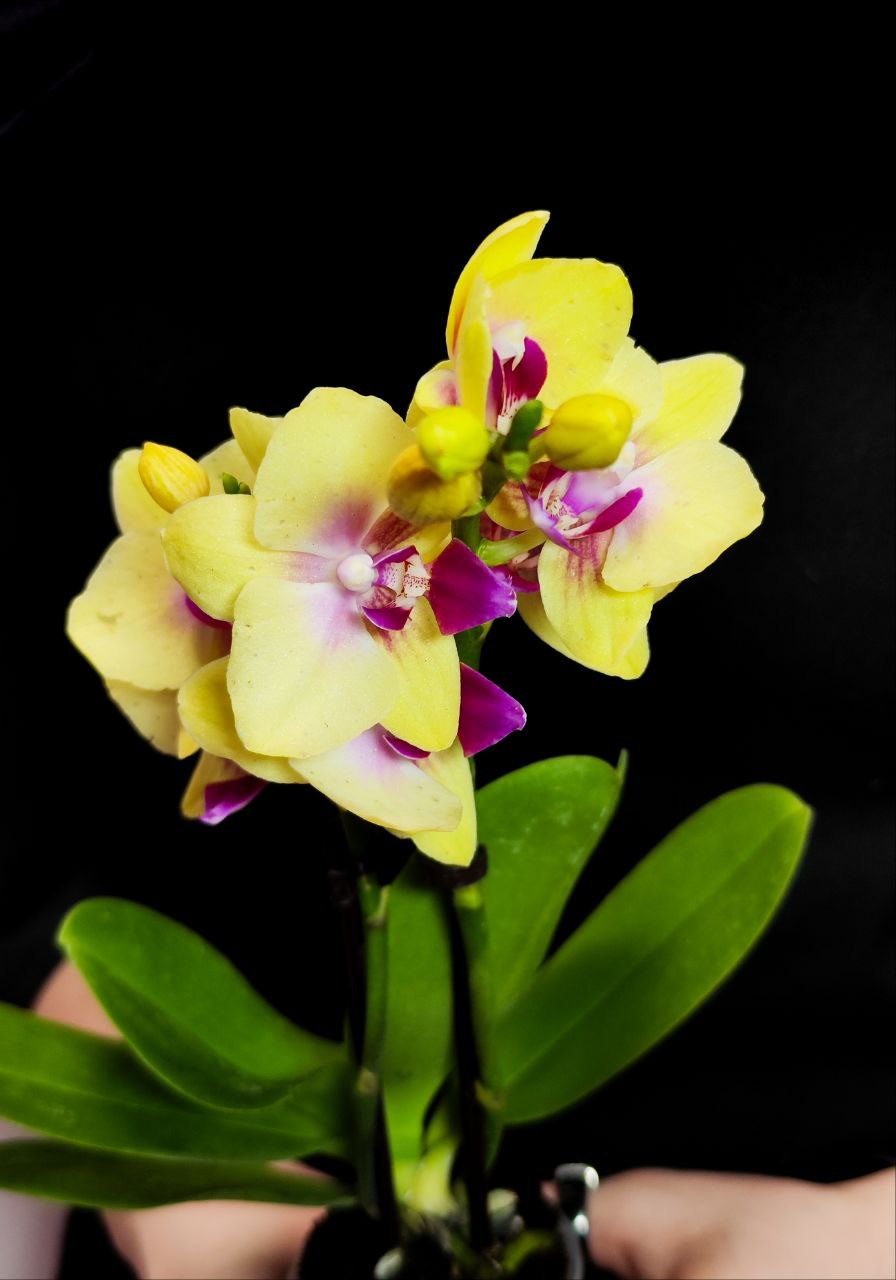 Фаленопсис Мультифлора Спанки (Phalaenopsis Multiflora Orchid Spunky) D6см