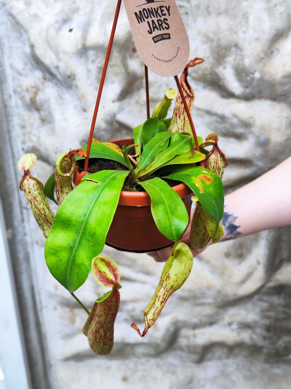 Непентес Мохито (Nepenthes Mojito) D14см