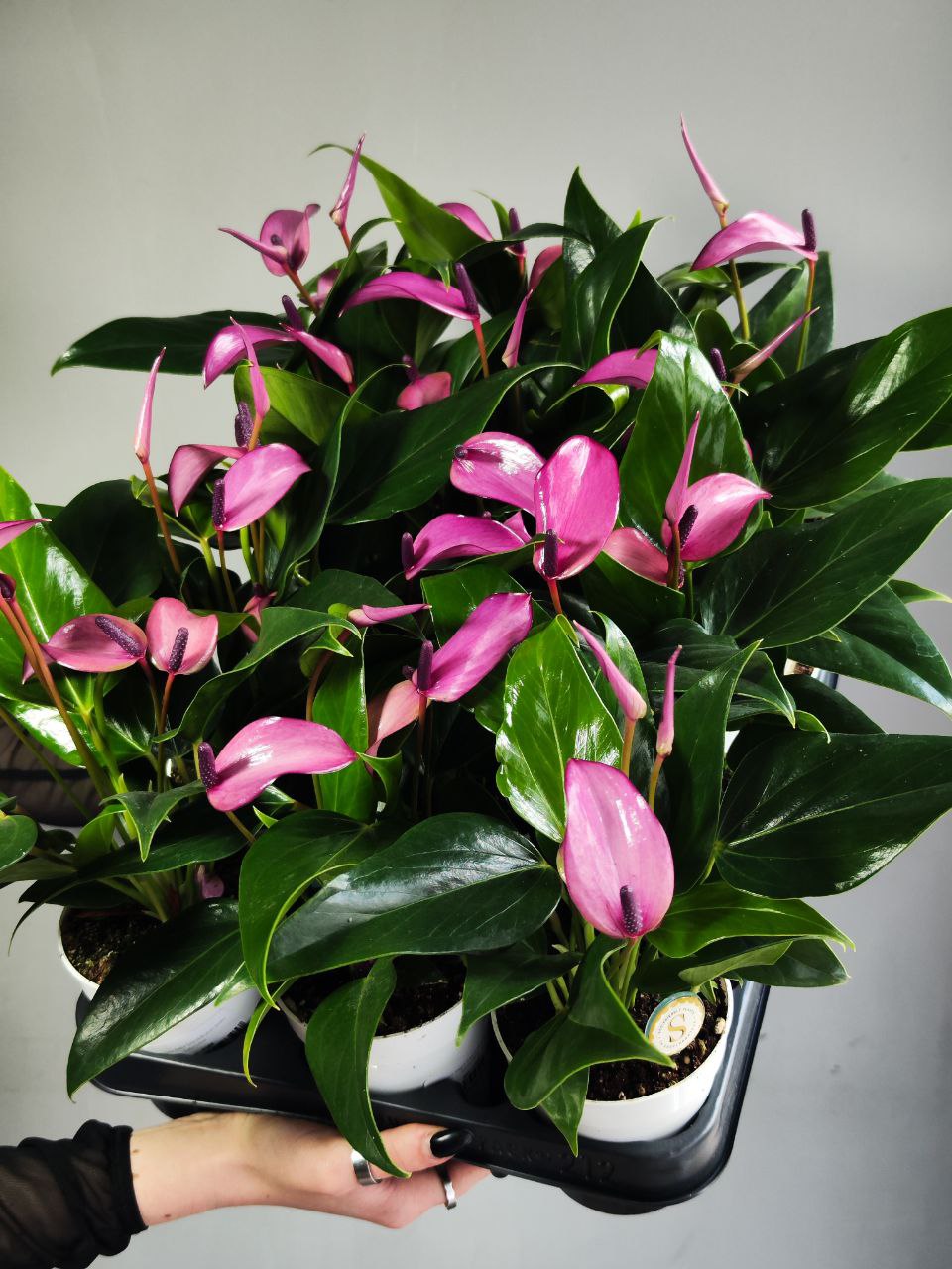 Антуриум Андре Зизу (Anthurium Andre Zizou) D9см