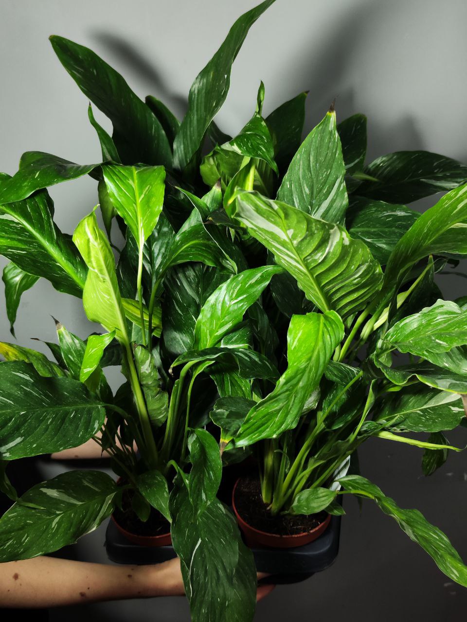 Спатифиллум Домино (Spathiphyllum Domino) D12см