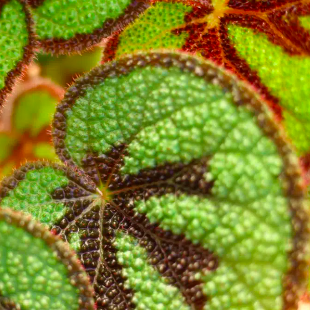 Бегония Мэсона (Begonia Masoniana) D12см