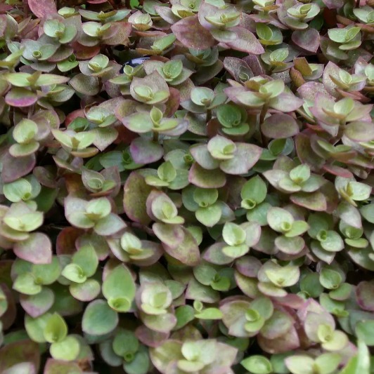 Каллизия Репенс Грин (Callisia Repens Green) D5см