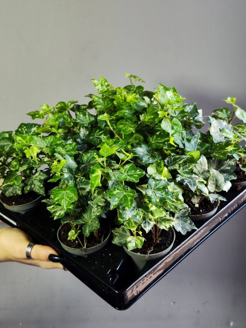 Хеликс Вариегата Мэджик, Плющ (Hedera Helix Variegata Magic) D6см