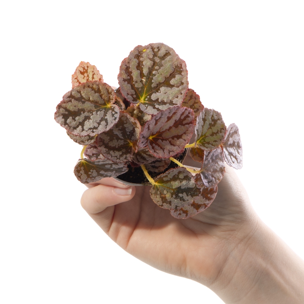 Бегония Рекс Чайо (Begonia Rex Chayo) D6см