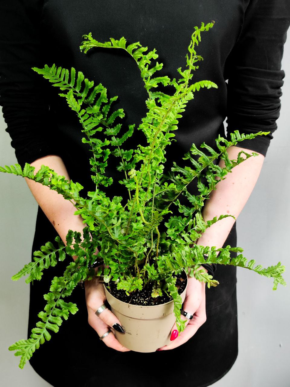 Папоротник Щитовник Родственный «Кристата Кинг» (Dryopteris Affinis The King) D12см