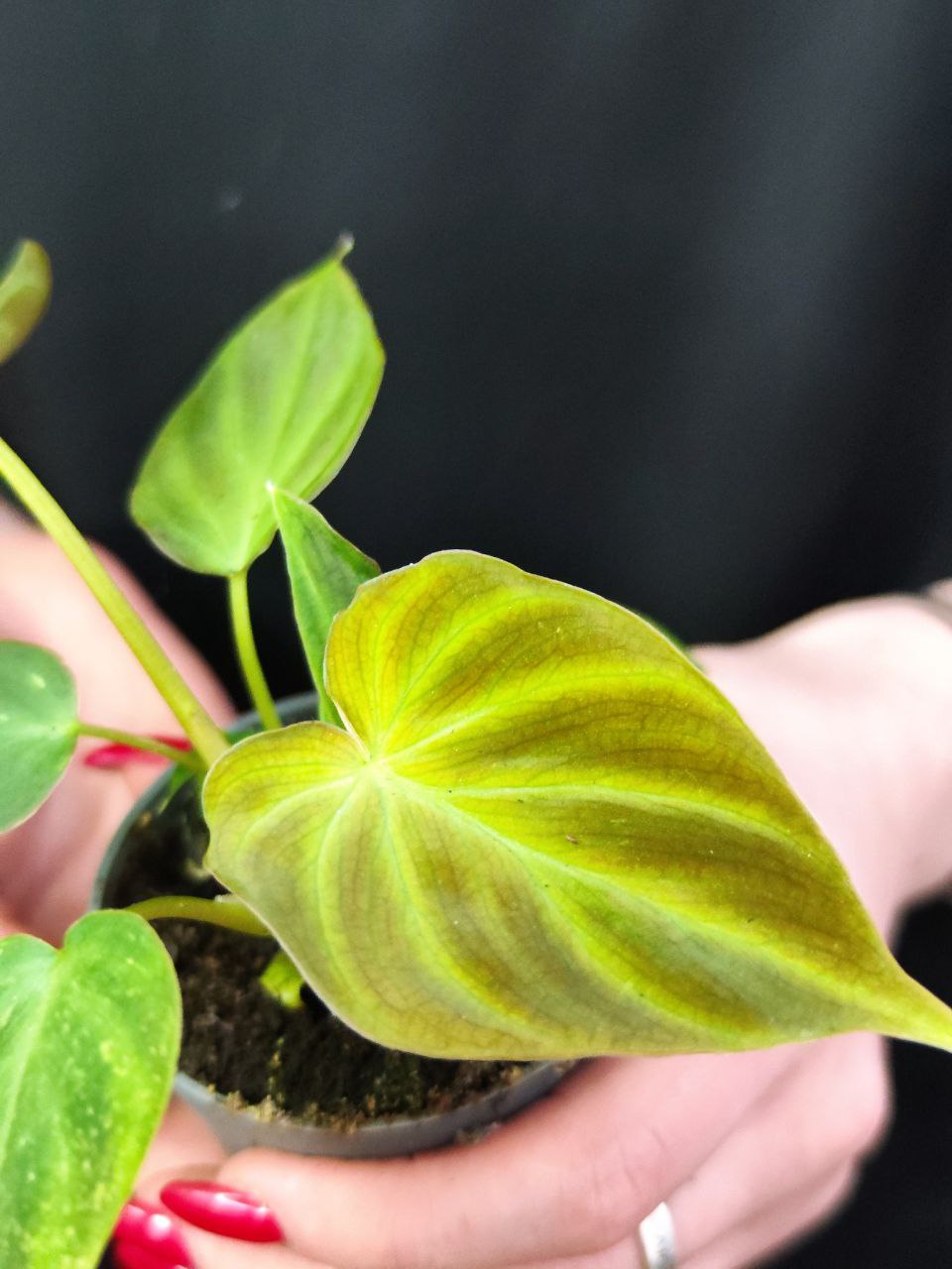 Филодендрон Веррукозум, или Бородавчатый (Philodendron Verrucosum) D6см