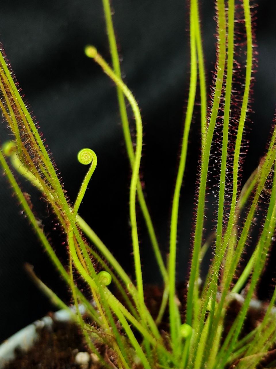 Росянка Филиформис (Drosera Filiformis) D9см