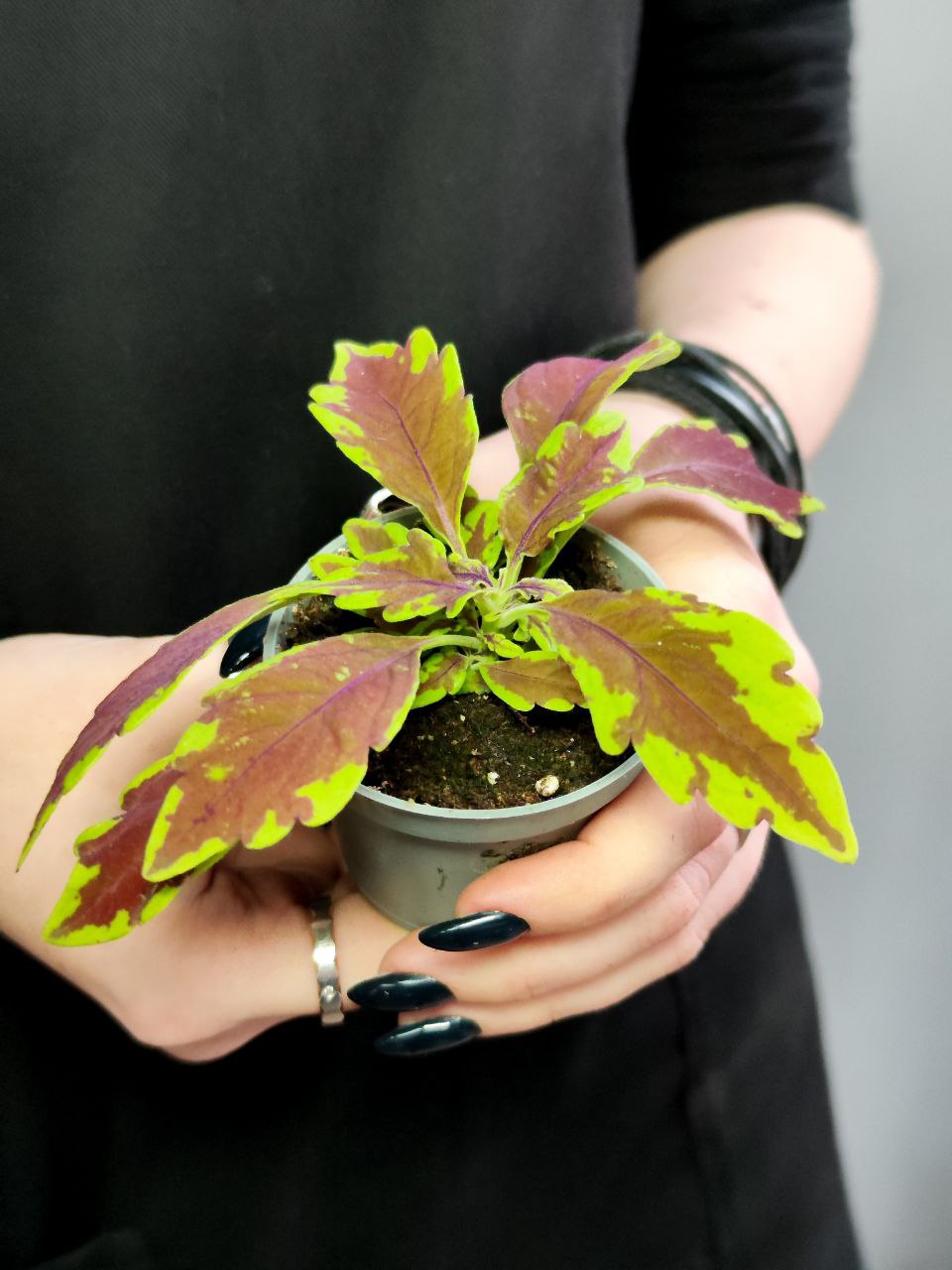 Колеус Лефрик (Coleus Le Freak) D6см