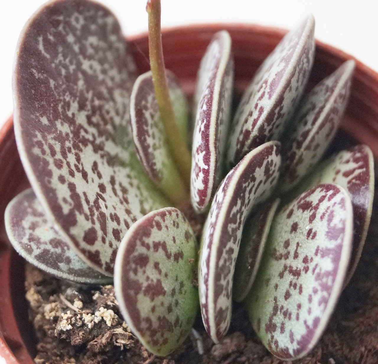 Адромискус Макулатус (Adromischus Maculatus) D8см