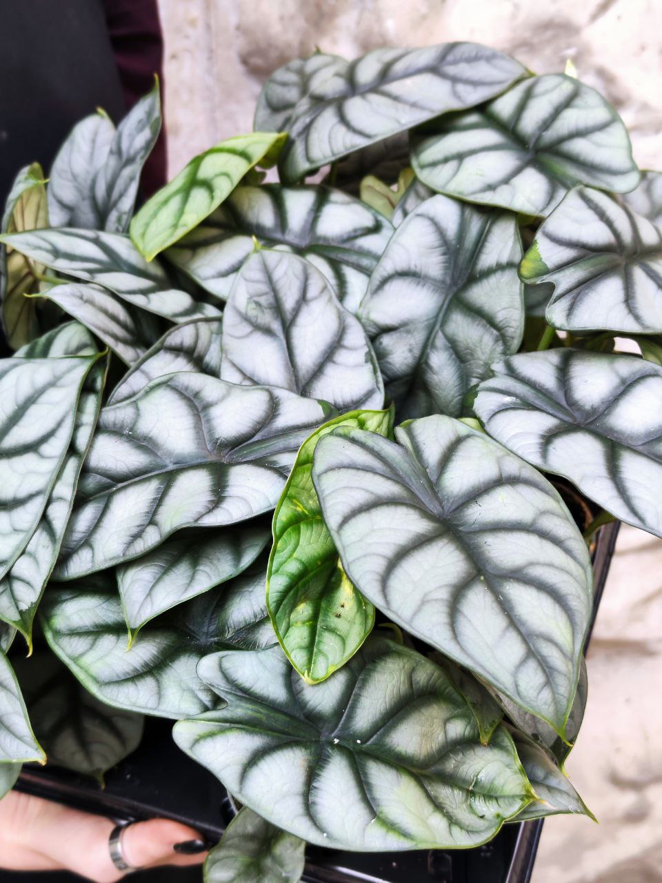 Алоказия Сильвер Драгон (Alocasia Silver Dragon) D6см