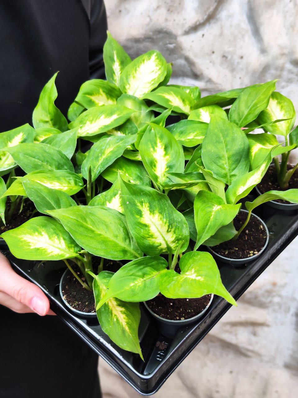 Диффенбахия Пятнистая Камилла (Dieffenbachia Maculata Camilla) D6см